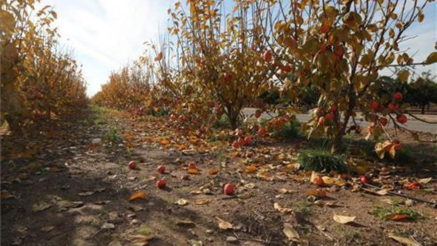 La anomalía climática afecta al cultivo de caquis en Castellón