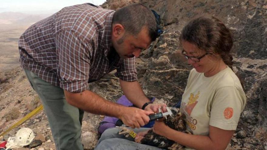 Dos especialistas toman datos biométricos a un ejemplar de guirre en la zona centro de Fuerteventura. | lp / dlp