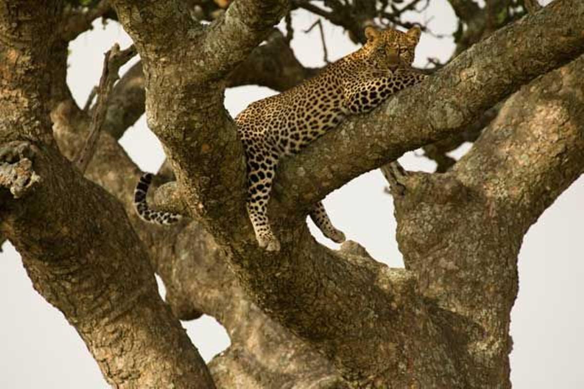 Leopardo descansando en una rama en lo alto de una acacia en el Parque Nacional del Serengeti en Tanzania.