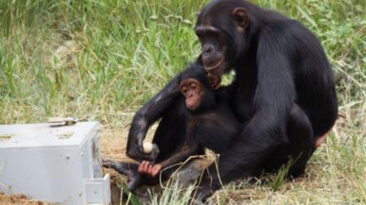 Chimpancés interactuando con la caja del “rompecabezas” utilizado en el estudio.