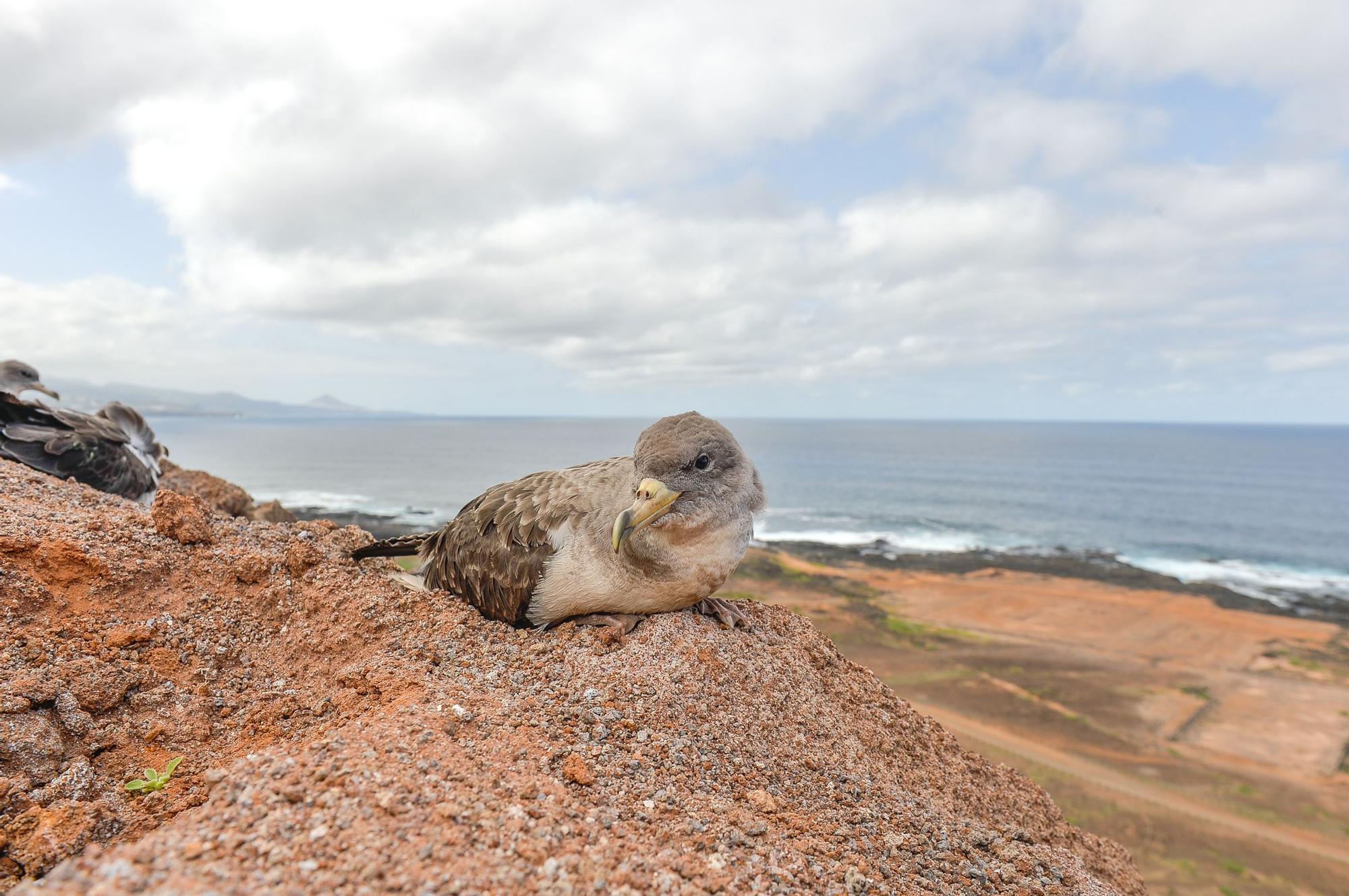 Suelta de pardelas en el mirador de Las Coloradas