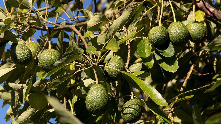 Adiós al aguacate: piden eliminarlo de la dieta por esta razón