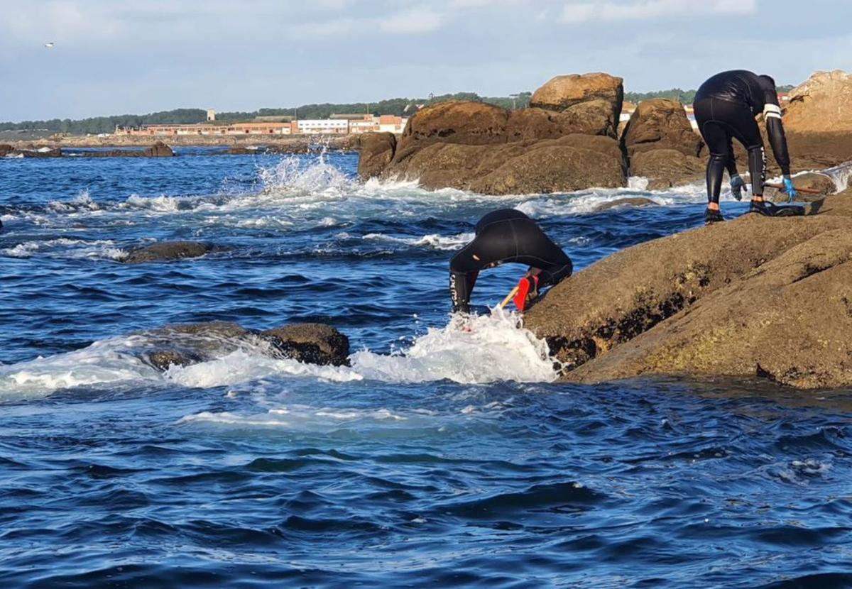 Recolección de mejilla en
el litoral atlántico. 
|  FdV