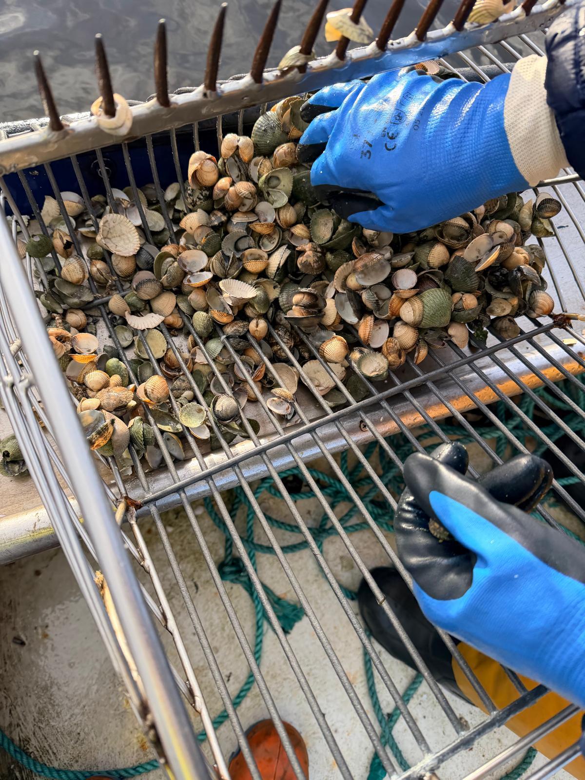 La cofradía recogió este martes treinta muestras en la ría.