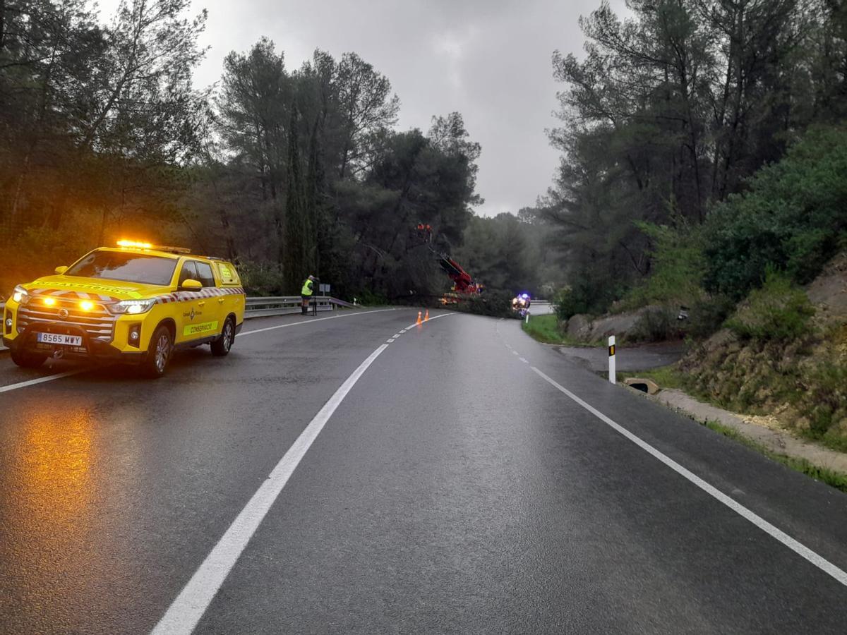 Árbol caído en la carretera de Sant Rafel
