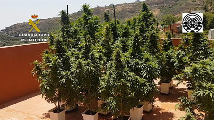 Desmantelan en una casa de San Mateo una plantación de marihuana