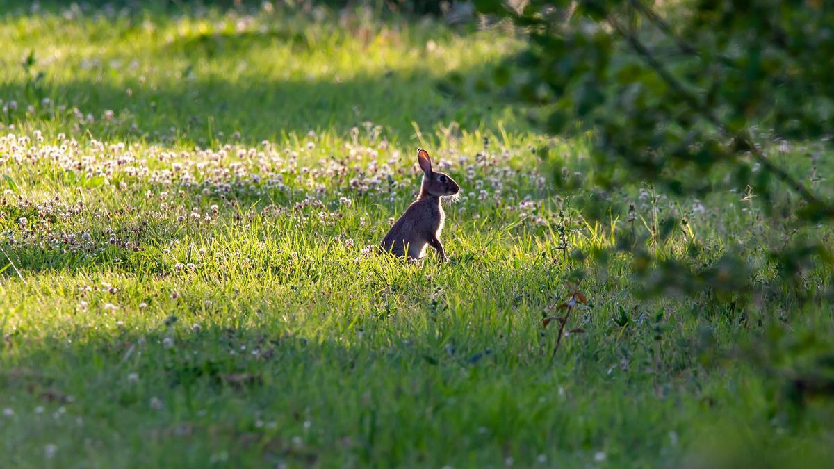 Conejo de monte