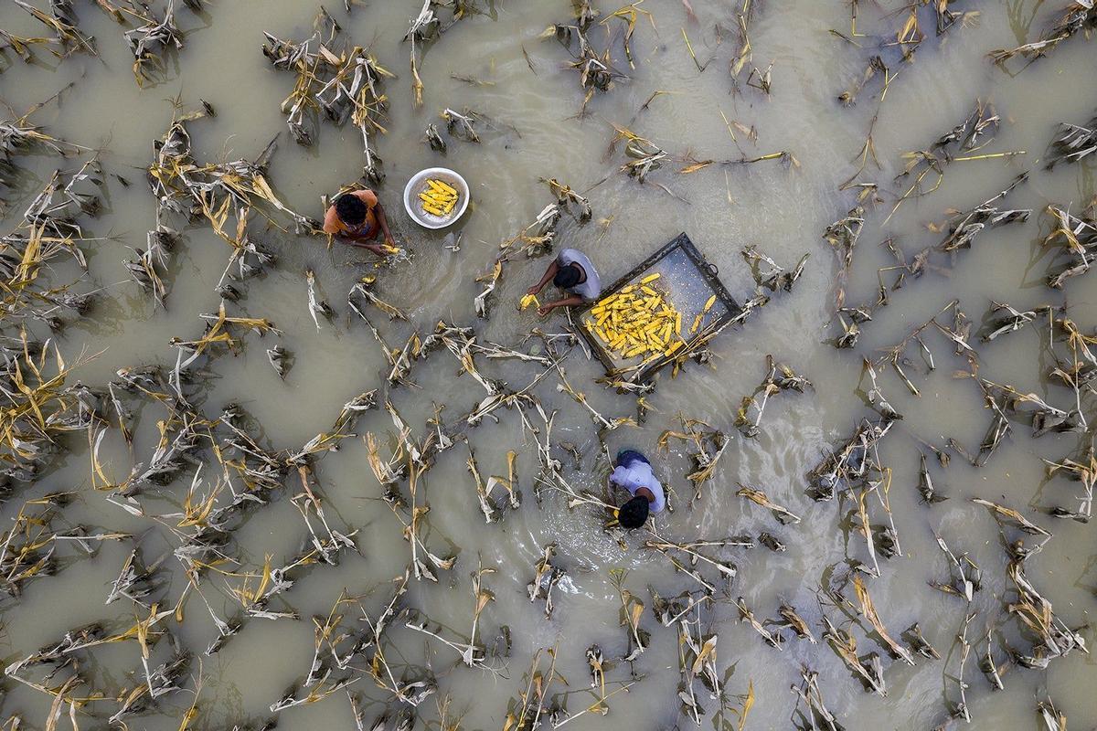 Flood Water Damaged Crops