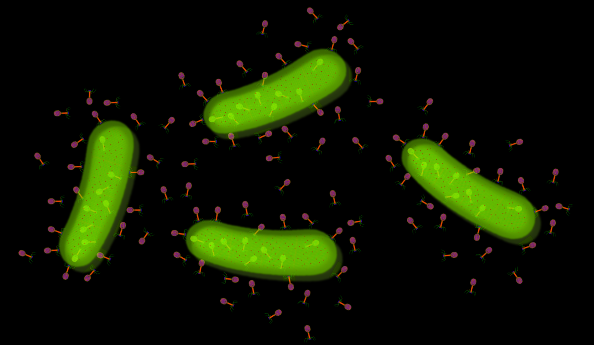 ¿Existen «virus buenos» que podemos utilizar para atacar a las bacterias?
