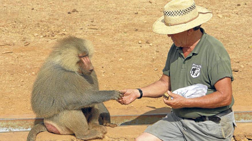 Die Zeichen stehen auf Verständigung: ein Mitarbeiter des Safari-Zoos mit einem Affen.