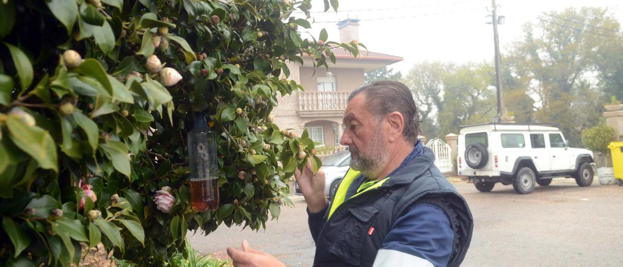 José María Pedrouzo instala una trampa para velutinas en un camelio en la comarca de O Salnés.