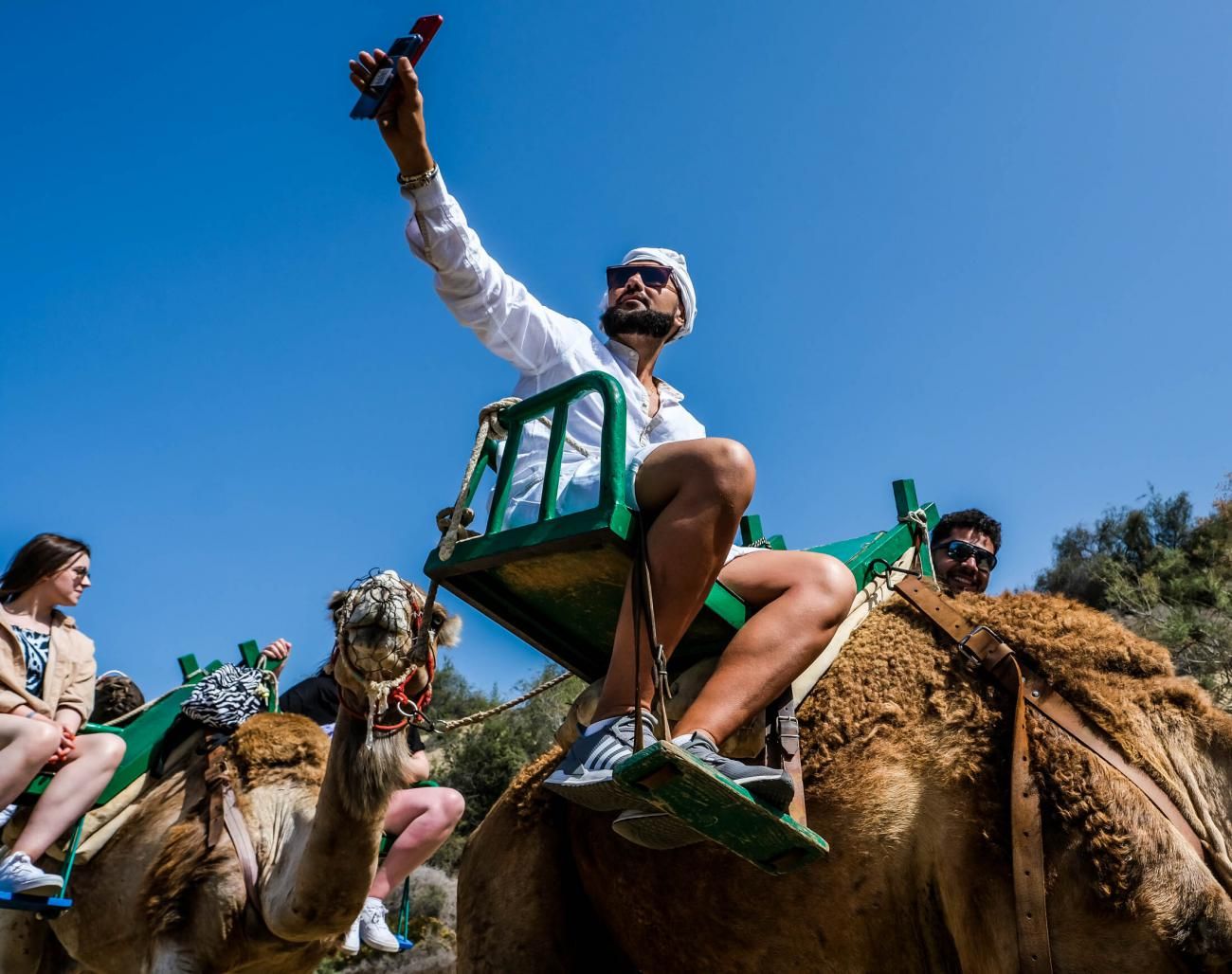 Los camellos en las Dunas de Maspalomas