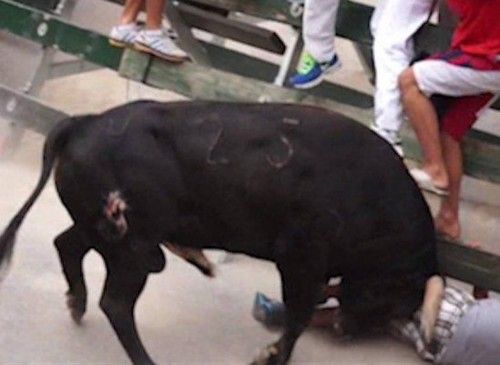 Quinto encierro de las Fiestas de Calasparra