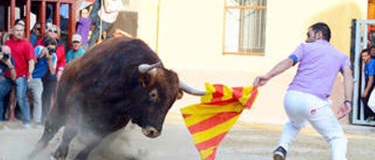 El recortador Borja templa el astado en su salida en los «bous al carrer» celebrados también en Almassora.