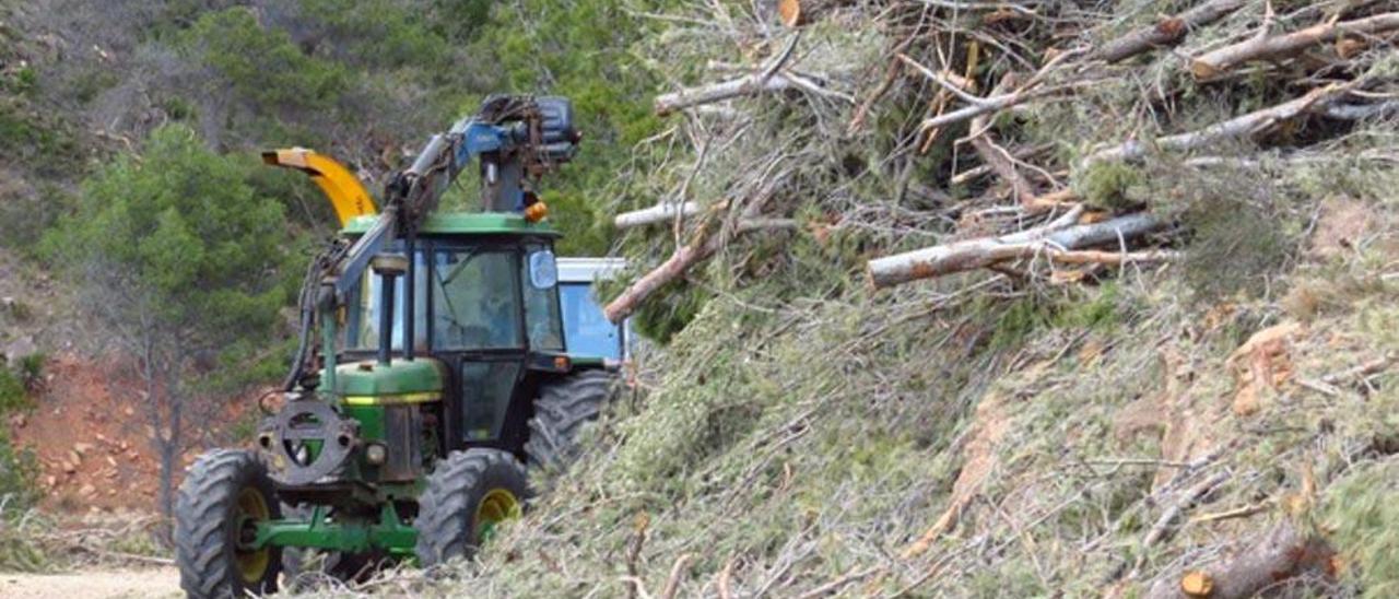 Medio Ambiente asegura que &quot;no basta&quot;  con su autorización para las talas de Serra