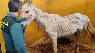 Investigado por dejar a sus siete caballos al borde de la muerte sin comida ni agua en Oliva
