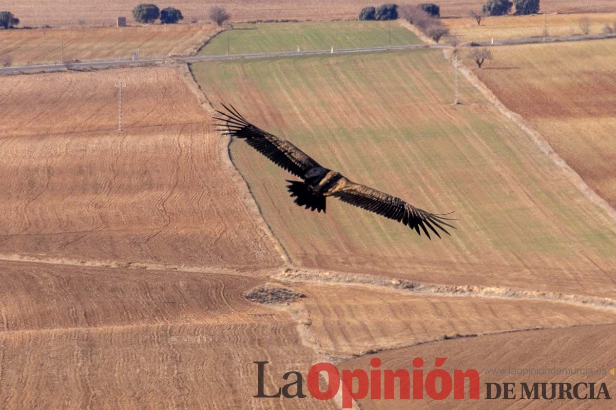 Suelta de dos buitres leonados en la Sierra de Mojantes en Caravaca