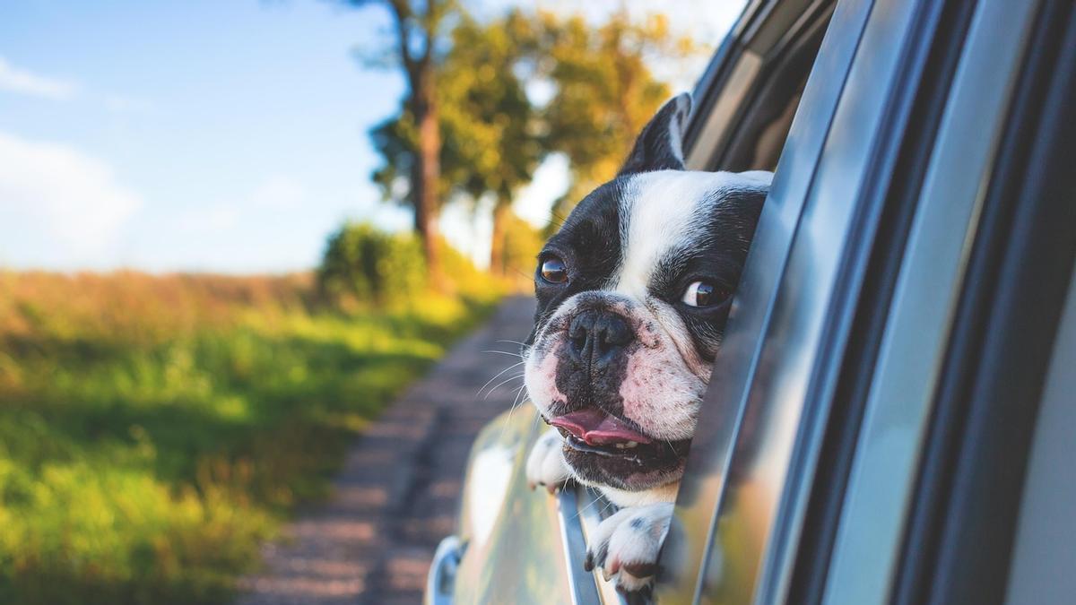 Un perro sacando la cabeza por la ventanilla
