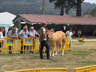 Cita histórica del Concurso de Ganado de Llanera, que celebra 50 años