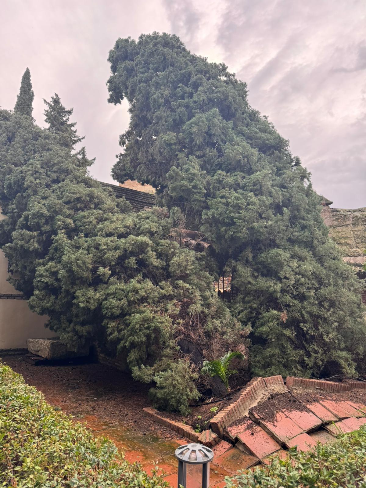 Ciprés que el viento derribó en el jardín de la Hospedería Convento de San Francisco.