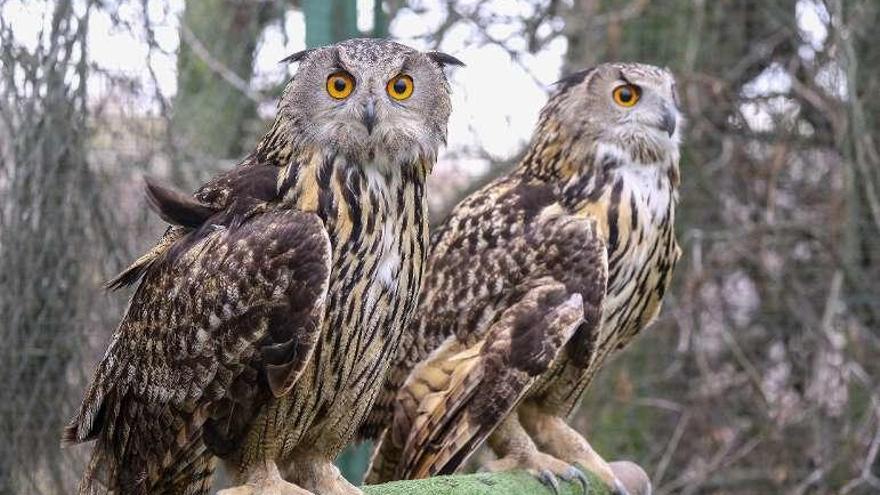 Aves rehabilitadas en un centro de recuperación.