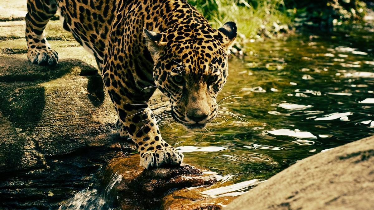 La próxima guerra mundial se desatará en breve y será entre seres humanos y animales: los científicos explican la razón