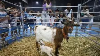 El anticipo de la Feria de San Antonio en Gijón: 796 escolares felices entre animales
