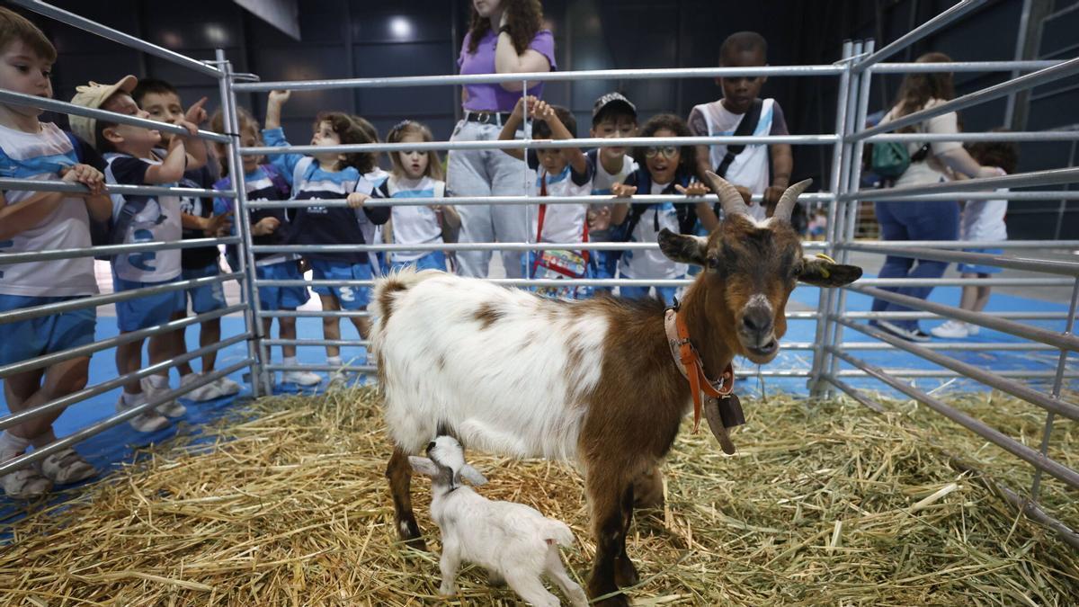 Jornada previa de la Feria de San Antonio: 796 escolares descubren la granja en Gijón