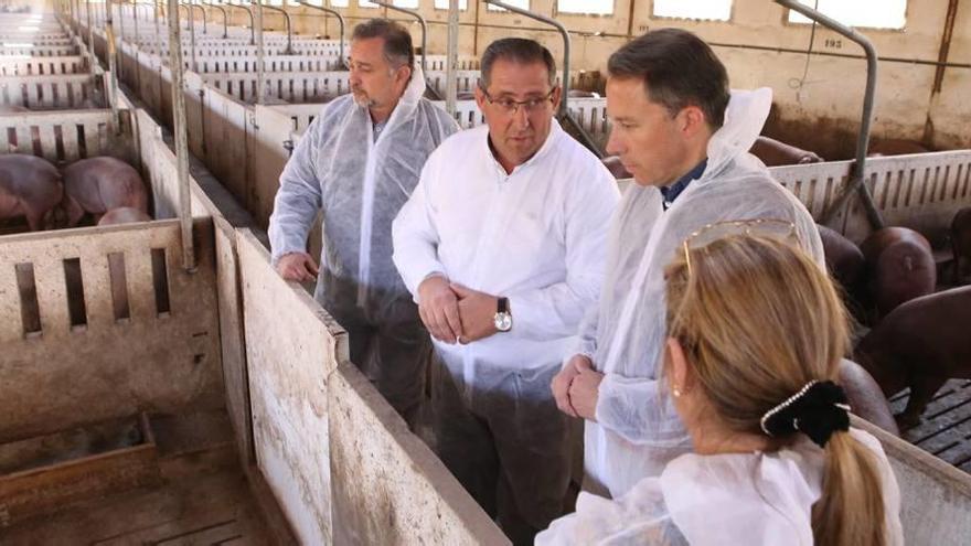 Gil, junto a Román, Meca y Bermúdez, en la visita de ayer a la granja porcina.