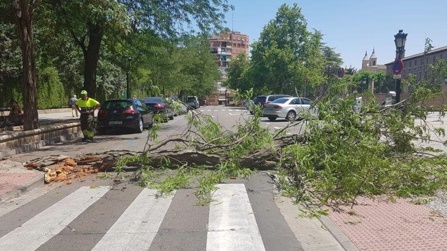 La caída de una rama de grandes dimensiones corta la calzada de la calle Pignatelli