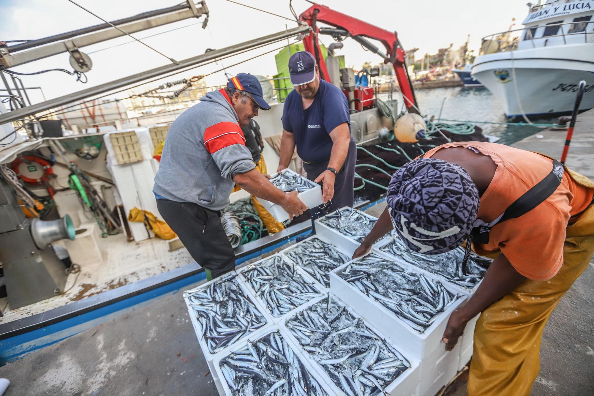 La subasta de la nueva lonja pesquera de Torrevieja se estrena con la venta de 13.000 kilos de boquerón y sardina