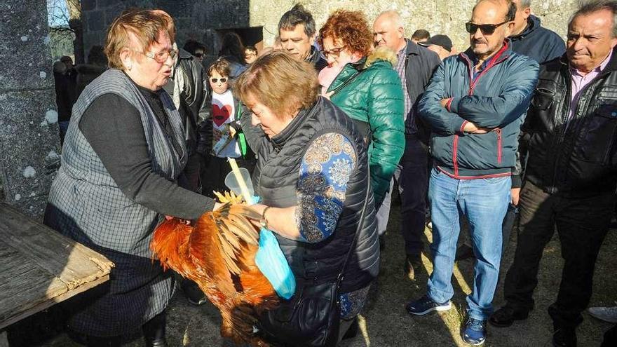 Espectaculares gallos de corral en la subasta. // Iñaki Abella