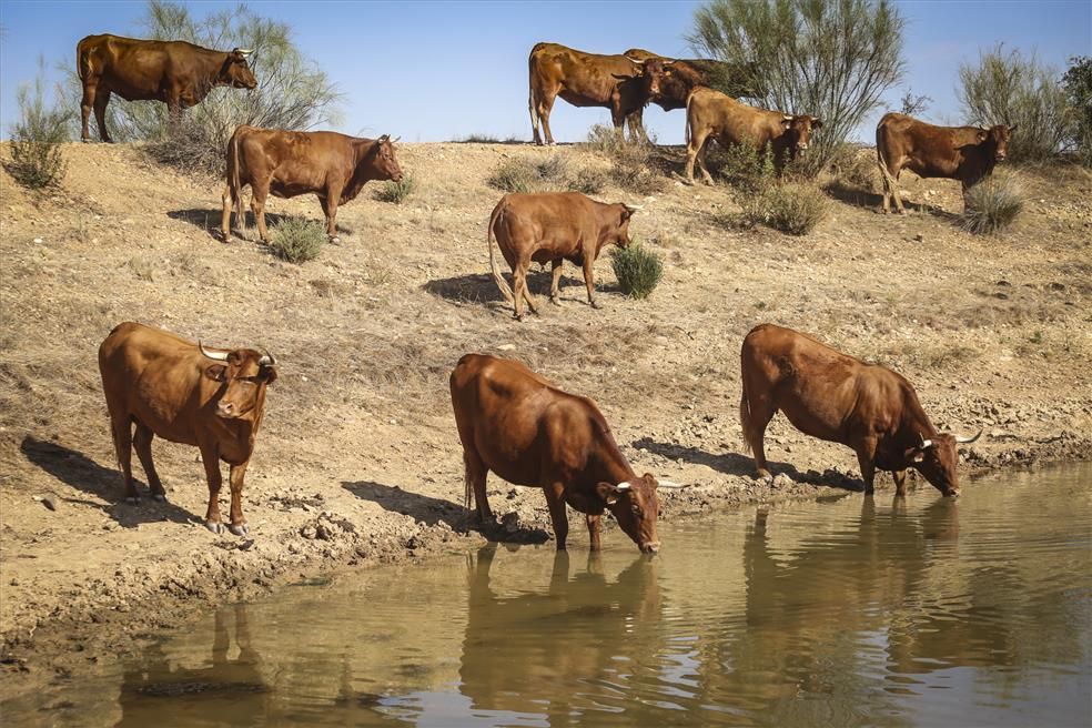 La falta de lluvias lleva al límite a los ganaderos
