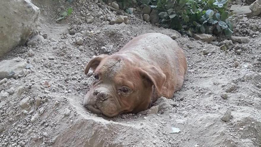 Indignación en Francia por el caso de una perra enterrada viva