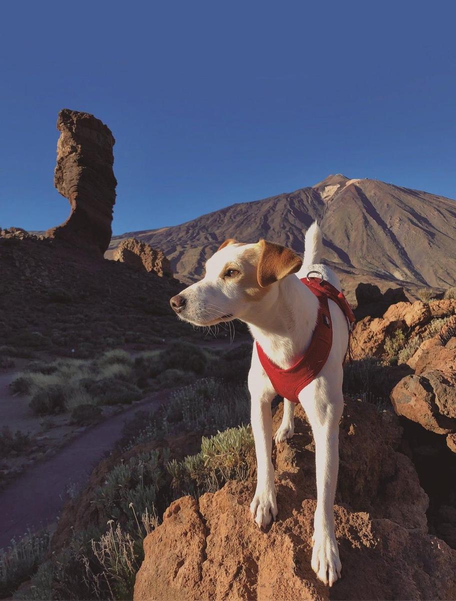 Pipper entrevista perro influencer
