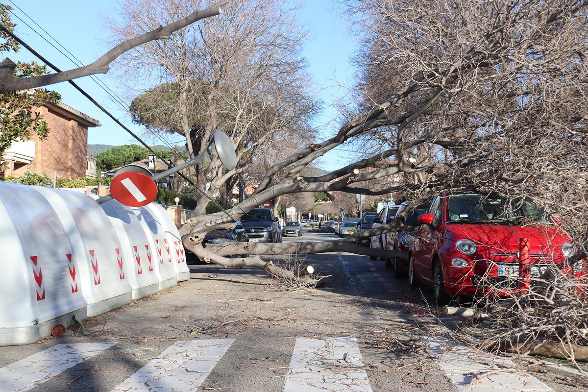 Árboles caídos en la calle de Santiago Rusiñol de Premià de Mar