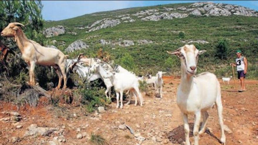 El Ayuntamiento de Alzira busca pastor