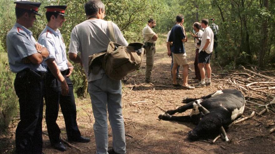 Una de les vaquetes mortes pels caçadors als boscos de Caulès