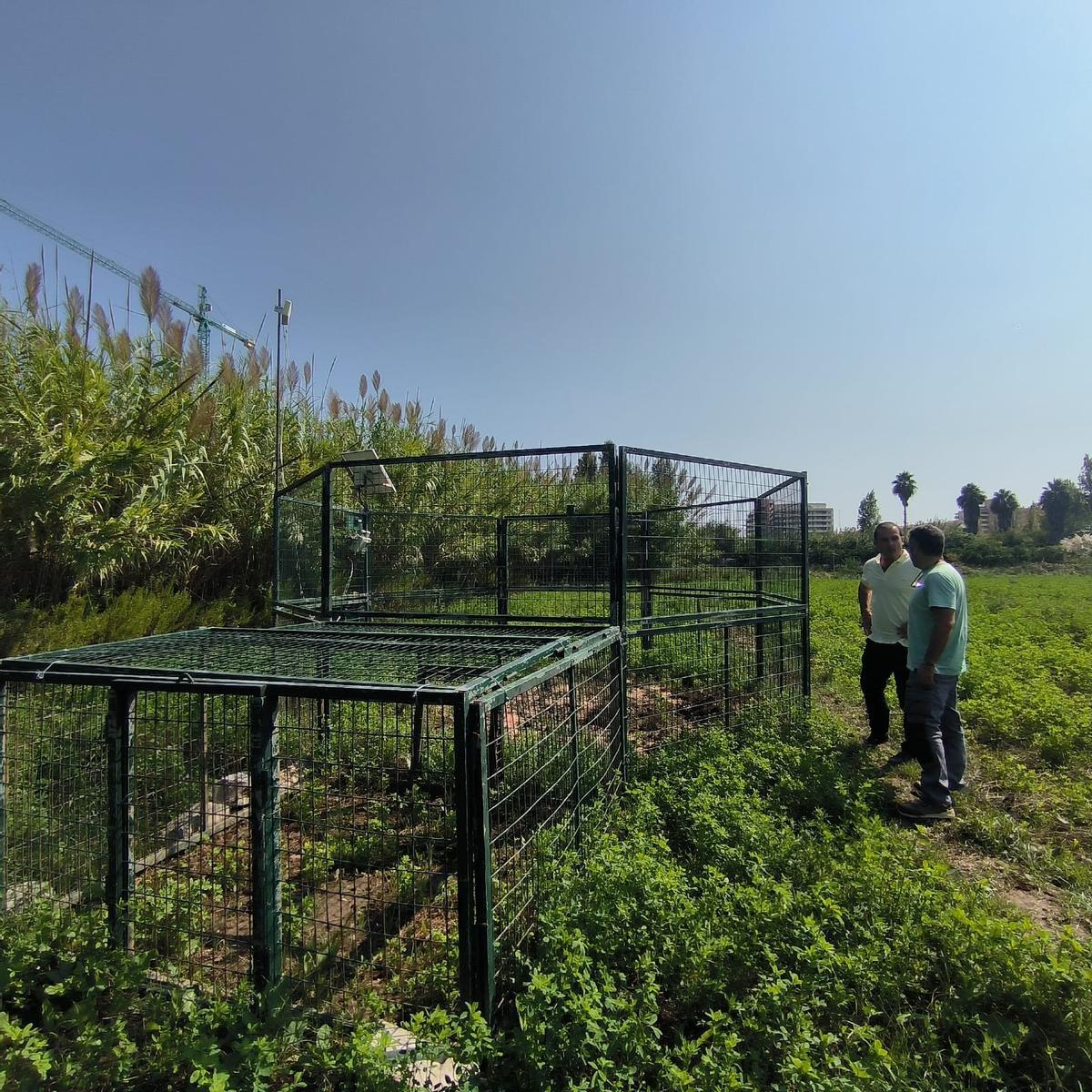 Los datos corresponden a las capturas realizadas en la de jaula de grandes dimensiones que instaló la concejalía en el marjal.