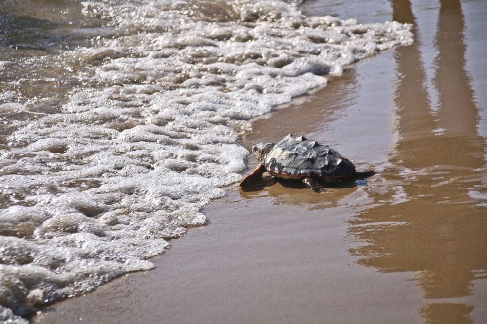 Ocenanogràfic, Acuario de Sevilla, y el Ayuntamiento de Torrevieja organizaron una suelta de 6 tortugas jóvenes procedente de un nido de las playas de Sueca (Valencia) con la participación de escolare