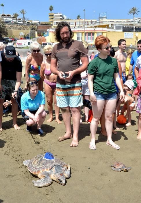 18/03/2016 PLAYA DEL INGLES, SAN BARTOLOME DE TIRAJANA. Suelta de tortugas bobas en Playa del Ingles. Foto: SANTI BLANCO