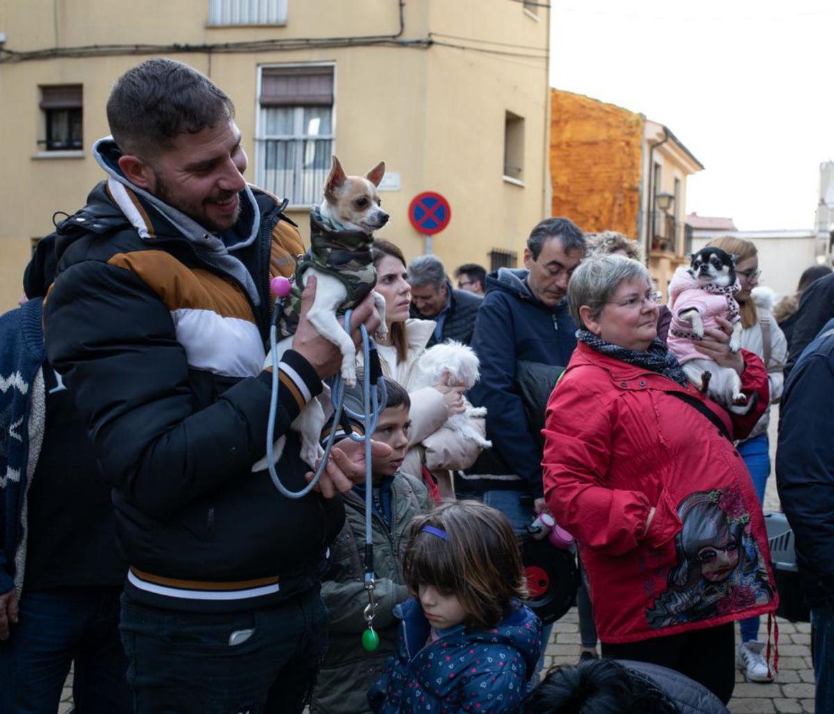 Numerosos zamoranos esperan con sus mascotas la bendición. | A. Burrieza