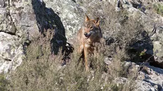 La Junta de Extremadura sobre la actuación del ministerio con el censo del lobo: “No tiene ni pies ni cabeza”