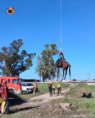 Rescatan a un caballo atrapado en un estanque en Cullera