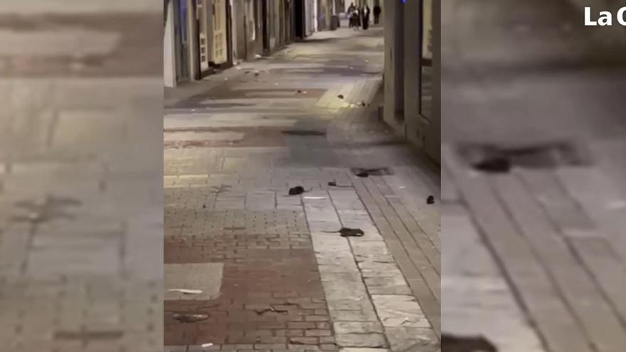 Un vídeo recoge la imagen de un numeroso grupo de ratas en la calle Galera