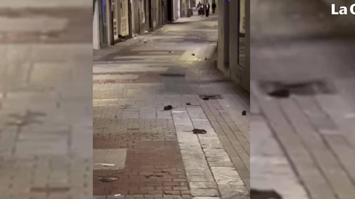 El viral vídeo de las ratas en A Coruña