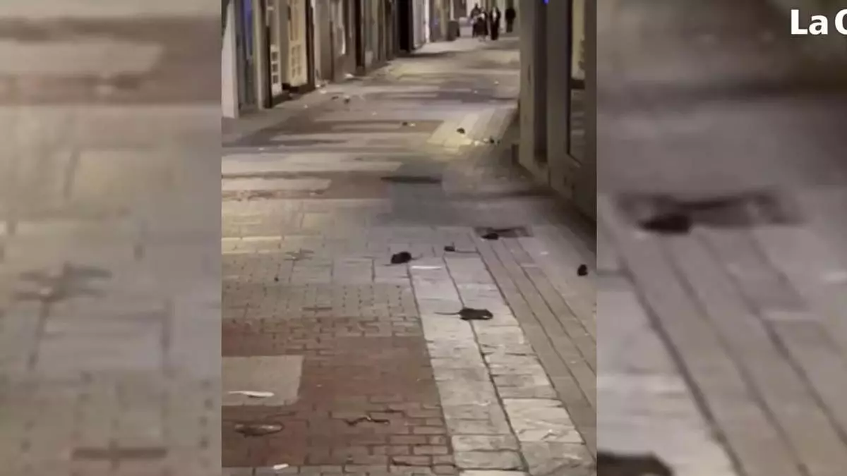 Preocupación en A Coruña por la presencia de ratas