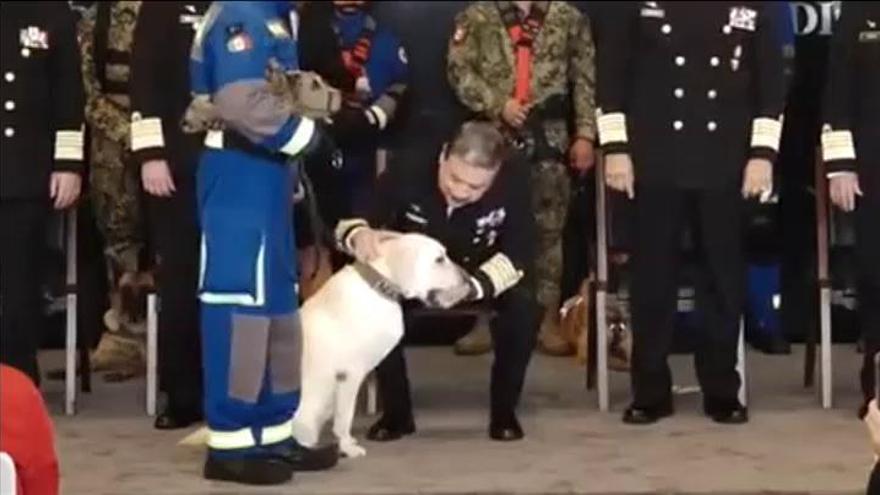 Frida, la perra de la Marina de México que ha rescatado a más de 50  personas, se retira