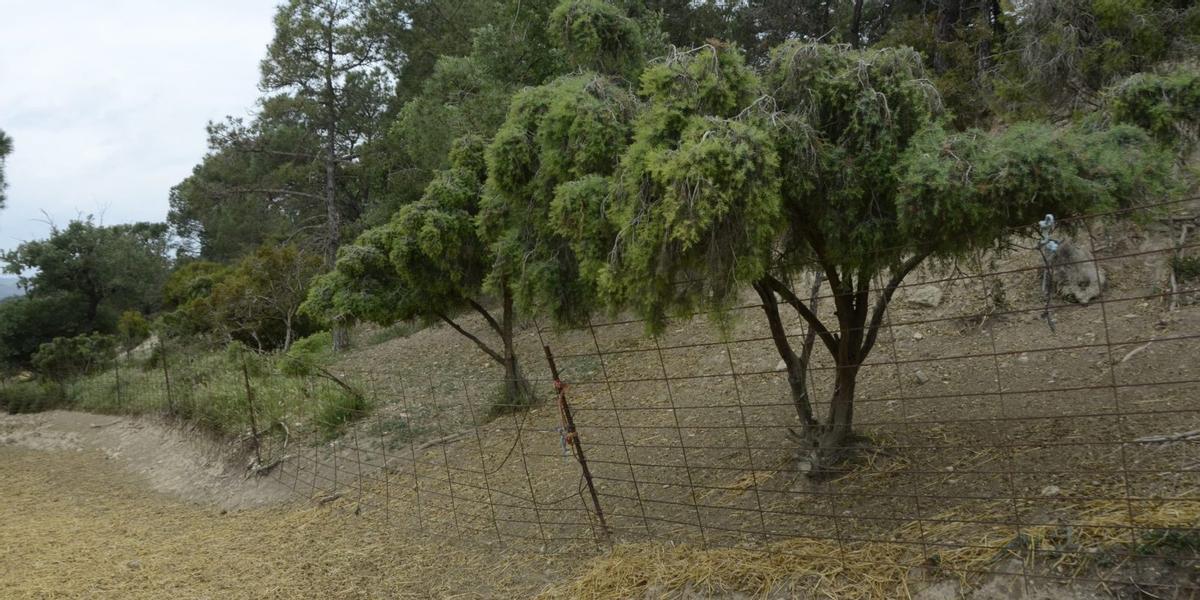 La zona on es va produir un dels atacs al ramat de Puigpelat, que té unes 700 unitats             | ENRIC BADIA