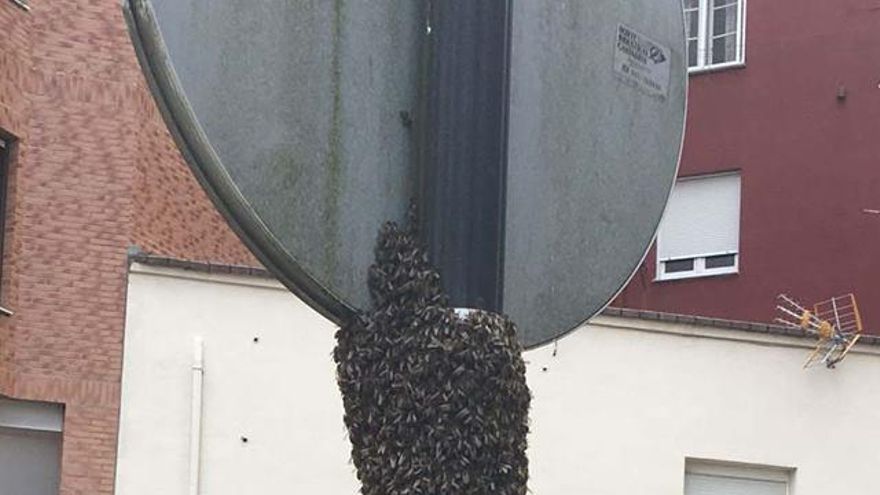 Retiran un enjambre de abejas en Olivares